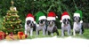 Weihnachten und Silvester 2018