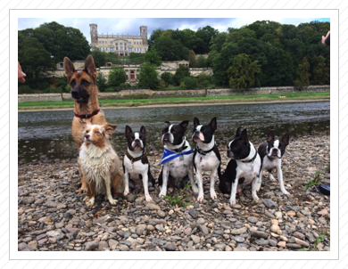 05./06.09.2015 - Dresden - 
Cleo, Tenya, Lotte, Elvis, Anni, Käthchen, Costello