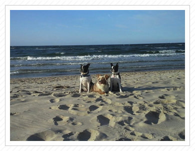 Kröpelin am 04.05.2014 - Elvis, Tenya & Anni Kröpelin am 04.05.2014 - Elvis, Tenya & Anni