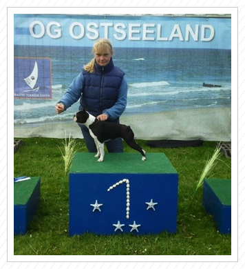 Kröpelin am 04.05.14 - Anni mit V 1, Jugend CAC und Jugend BOB,
sowie vorzügliche Zuchtzulassung Kröpelin am 04.05.14 - Anni mit V 1, Jugend CAC und Jugend BOB,
sowie vorzügliche Zuchtzulassung
