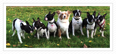 Bea, Lotte, Anni, Tenya, Elvis, Käthchen & Betty