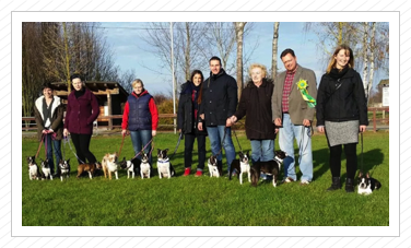 Fast alle Bostis + Besitzer am Sonntag, 23.11.2014 Fast alle Bostis + Besitzer am Sonntag, 23.11.2014
