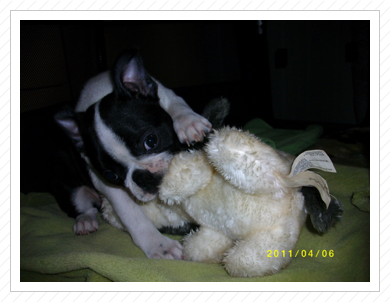 Elvis mit seinem Stofftier Elvis mit seinem Stofftier