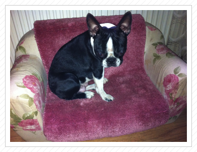 Käthchen auf ihrer Hundecouch Käthchen auf ihrer Hundecouch