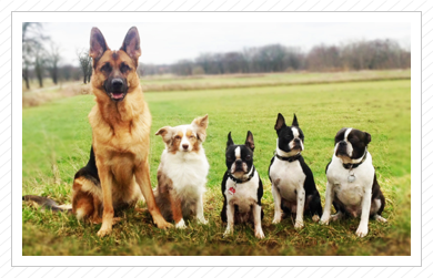 Cleo, Tenya, Käthchen, Annabel & Elvis Cleo, Tenya, Käthchen, Annabel & Elvis