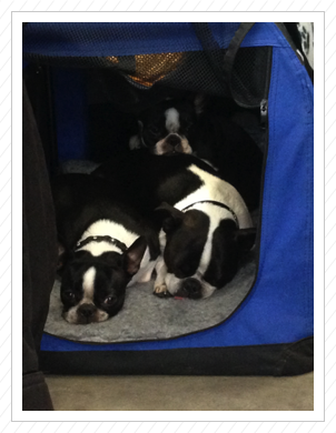 Anni und Elvis kuscheln in Paaren im Glien am 22.11.2014 Anni und Elvis kuscheln in Paaren im Glien am 22.11.2014