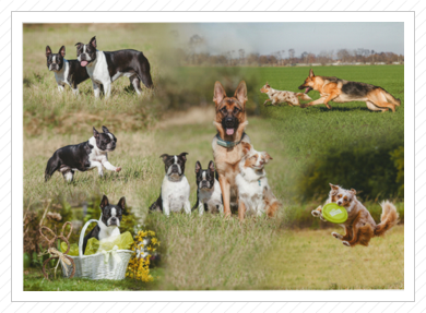 kleine Collage unserer Vierbeiner kleine Collage unserer Vierbeiner