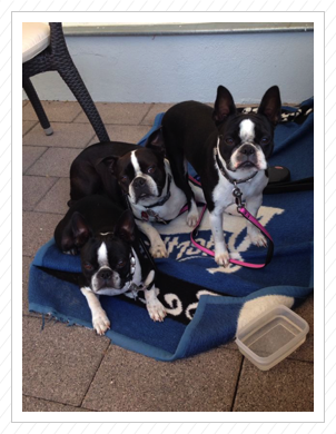 Anni, Elvis und Käthchen im Sommer 2014 Anni, Elvis und Käthchen im Sommer 2014