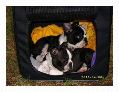 Käthchen und Elvis als Welpen Käthchen und Elvis als Welpen