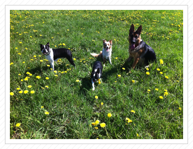 Käthchen, Elvis, Tenya und Cleo