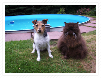 Jackrussel Lolipop und Kater Brown Leonardo von St. Aaken (eigene Zucht + Europe Champion)