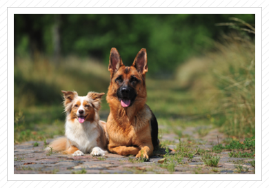 Tenya und Cleo - Juli 2014 Tenya und Cleo - Juli 2014