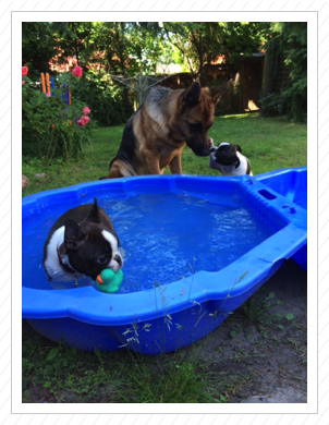 07.06.2014 - Küsschen für Cleo von Pepe und Lotte ganz tapfer im Schwimmbecken