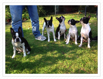 06.09.2014 - B-Welpen: Lotte, Bea, Betty, Pepe und Mutti Käthchen