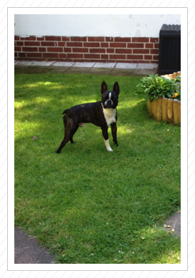 12.07.2014 - Socke aus dem A-Wurf (ehemals Amadeus) 12.07.2014 - Socke aus dem A-Wurf (ehemals Amadeus)