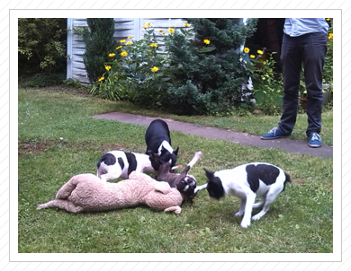 12.07.2014 - Kuscheltier zerren