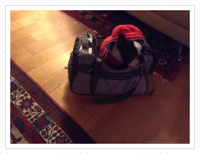 Weihnachtsgrüße von Alice -
sie wartet in ihrer Reisetasche schon auf‘s nächste Abenteuer Weihnachtsgrüße von Alice -
sie wartet in ihrer Reisetasche schon auf‘s nächste Abenteuer