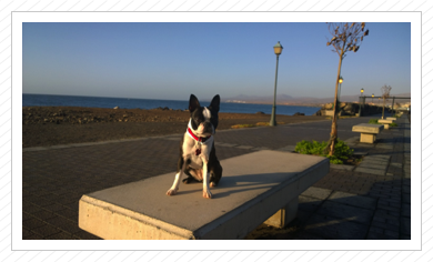 Alice schickt Urlaubsgrüße aus Fuerteventura - April 2015