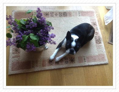 Alice - Mai 2015 Alice - Mai 2015