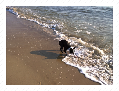 auch Alice hat Urlaub an der Ostsee gemacht - August 2014