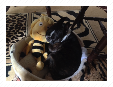 Socke und Bienchen im Dezember 2015 Socke und Bienchen im Dezember 2015