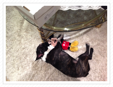 Socke gibt seine Mickey Mouse nicht mehr her - Dezember 2013 Socke gibt seine Mickey Mouse nicht mehr her - Dezember 2013