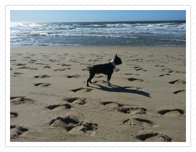 Socke am Meer