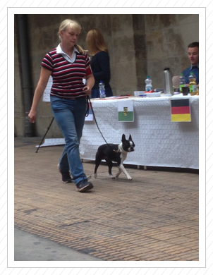 05./06.09.2015 - Dresden - Anni hat wieder eine tolle Figur nach ihrer Trächtigkeit