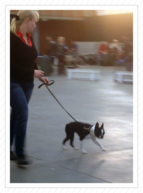 Dani mit unserer Annabell auf der Terrier-Ausstellung
in Paaren im Glien am 22.11.2014 Dani mit unserer Annabell auf der Terrier-Ausstellung
in Paaren im Glien am 22.11.2014