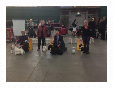 Platz 3 unter den Niederläufern und v1 CAC + BOB in der Zwischenklasse am 22.11.2014
in Paaren im Glien für Anni Platz 3 unter den Niederläufern und v1 CAC + BOB in der Zwischenklasse am 22.11.2014
in Paaren im Glien für Anni