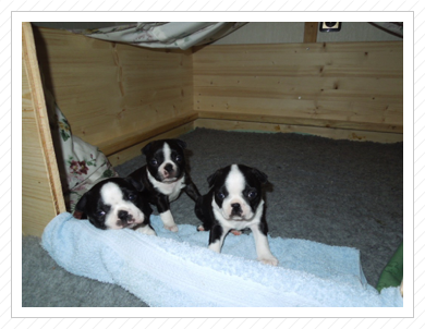 Anni, Socke und Alice im zarten Alter von 4 Wochen Anni, Socke und Alice im zarten Alter von 4 Wochen