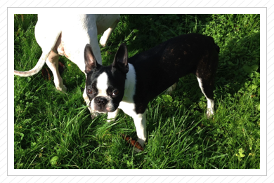 Coco mit Ambra im Garten