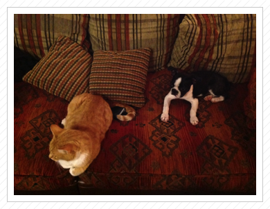 "Lot Katze, spiel mit mir!" "Lot Katze, spiel mit mir!"