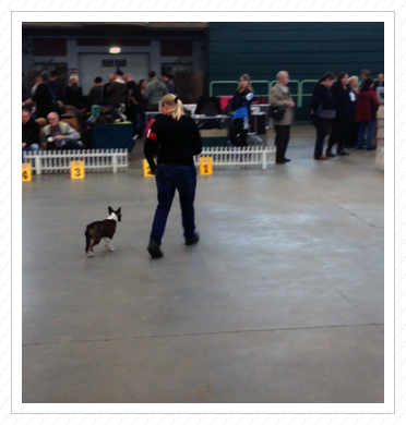 Betty macht ihre ersten Ringerfahrungen auf der Terrier-Ausstellung in Paaren im Glien am 22.11.2014 Betty macht ihre ersten Ringerfahrungen auf der Terrier-Ausstellung in Paaren im Glien am 22.11.2014
