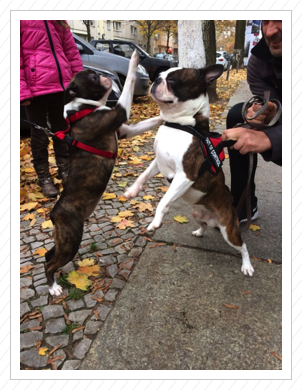 Betty hat ihren Papa Lucky
getroffen und beide haben sich darüber sichtlich gefreut Betty hat ihren Papa Lucky
getroffen und beide haben sich darüber sichtlich gefreut