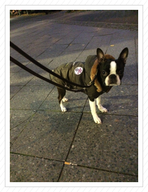 und dann auch schon mit Wintermantel - Lotti wiegt nun schon 6,6kg - November 2014 und dann auch schon mit Wintermantel - Lotti wiegt nun schon 6,6kg - November 2014