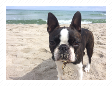 auch 2015 ging es wieder an die herrliche Ostsee :) - zum Knuddeln das Foto