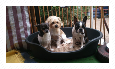 Lotte ist jetzt gelegentliches (Hunde-)Kita-Kind - hier mit ihrer Kita-Crew Lotte ist jetzt gelegentliches (Hunde-)Kita-Kind - hier mit ihrer Kita-Crew