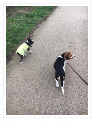 Lotte mit neuem Kumpel - Januar 2018 Lotte mit neuem Kumpel - Januar 2018