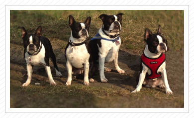 Käthchen, Anni, Elvis und Lotte am 1.GB des B-Wurfs, 15.03.2015 Käthchen, Anni, Elvis und Lotte am 1.GB des B-Wurfs, 15.03.2015