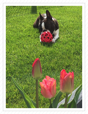 Endlich wieder Frühling - April 2017