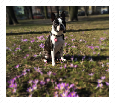 und dann auch schon der erste Frühling - März 2015