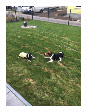 Toben im Garten Toben im Garten