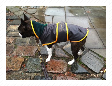 Lotte mit neuem Regenmantel - Januar 2016 Lotte mit neuem Regenmantel - Januar 2016