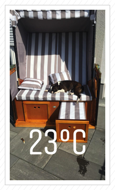 Lotte genießt den Sommer 2018 Zuhause im Strandkorb Lotte genießt den Sommer 2018 Zuhause im Strandkorb