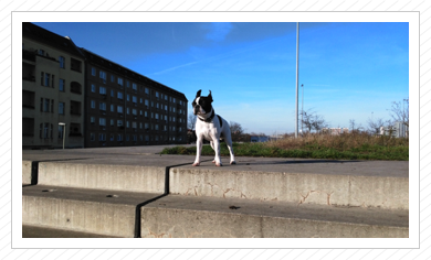 King of the Hill - März 2016 King of the Hill - März 2016