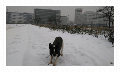 Pepe im Schnee - Januar 2016 Pepe im Schnee - Januar 2016