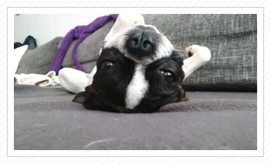 typisch Bosti - lang machen auf der Couch typisch Bosti - lang machen auf der Couch