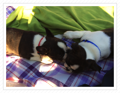 Pepe und Lotte hatten ein Date - 28.05.2014