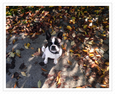Pepe im Oktober 2014 - der Herbst beginnt Pepe im Oktober 2014 - der Herbst beginnt